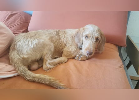 Vizsla Drahthaar (in RLP auf PS) Junghund sucht ein Zuhause.