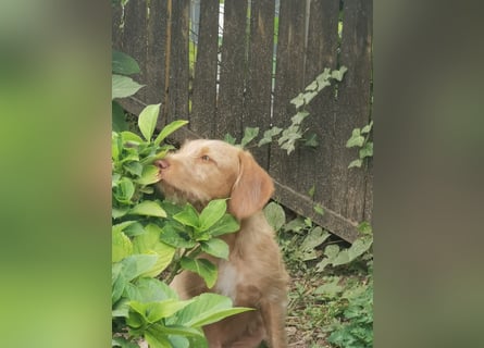 Vizsla Drahthaar (in RLP auf PS) Junghund sucht ein Zuhause.
