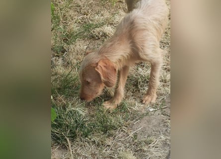 Vizsla Drahthaar (in RLP auf PS) Junghund sucht ein Zuhause.