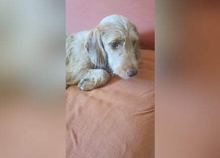 Vizsla Drahthaar (in RLP auf PS) Junghund sucht ein Zuhause.