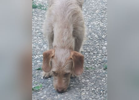 Vizsla Drahthaar (in RLP auf PS) Junghund sucht ein Zuhause.