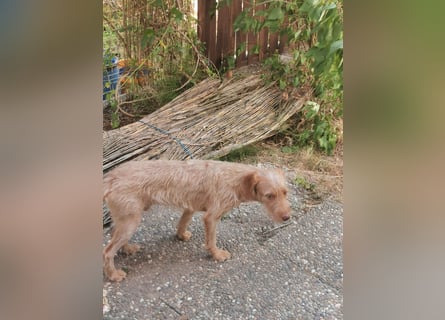 Vizsla Drahthaar (in RLP auf PS) Junghund sucht ein Zuhause.