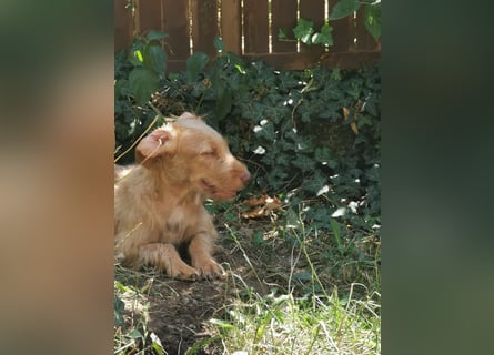 Vizsla Drahthaar (in RLP auf PS) Junghund sucht ein Zuhause.
