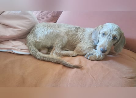 Vizsla Drahthaar (in RLP auf PS) Junghund sucht ein Zuhause.