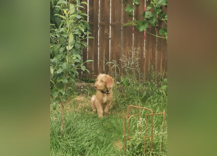 Vizsla Drahthaar (in RLP auf PS) Junghund sucht ein Zuhause.