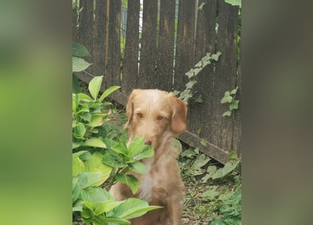 Vizsla Drahthaar (in RLP auf PS) Junghund sucht ein Zuhause.