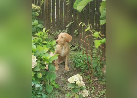 Vizsla Drahthaar (in RLP auf PS) Junghund sucht ein Zuhause.