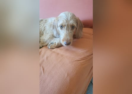 Vizsla Drahthaar (in RLP auf PS) Junghund sucht ein Zuhause.
