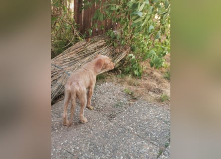 Vizsla Drahthaar (in RLP auf PS) Junghund sucht ein Zuhause.