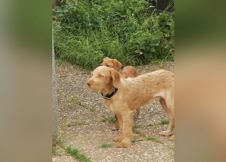 Vizsla Drahthaar (in RLP auf PS) Junghund sucht ein Zuhause.