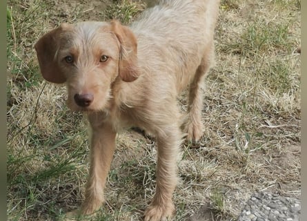 Vizsla Drahthaar (in RLP auf PS) Junghund sucht ein Zuhause.