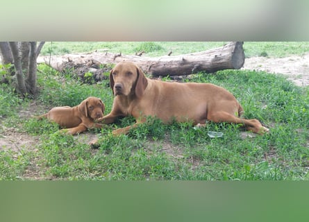 Magyar Vizsla Welpe
