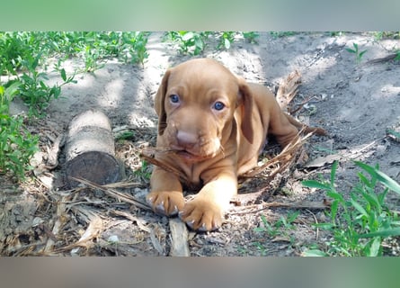 Magyar Vizsla Welpe