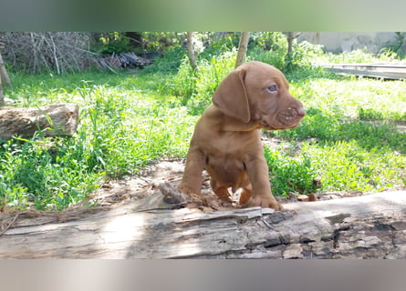 Magyar Vizsla Welpe