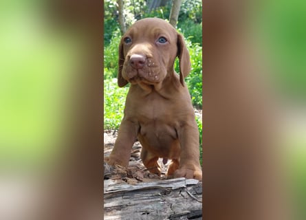 Magyar Vizsla Welpe