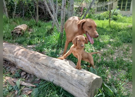 Magyar Vizsla Welpe