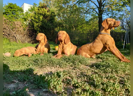 Magyar Vizsla Welpe