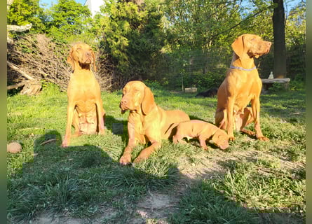 Magyar Vizsla Welpe