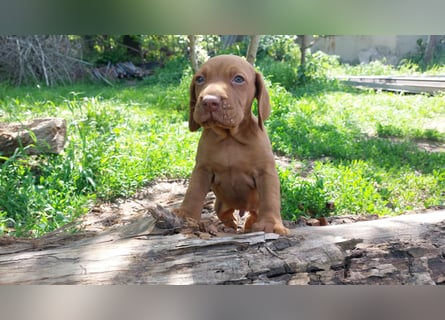 Magyar Vizsla Welpe