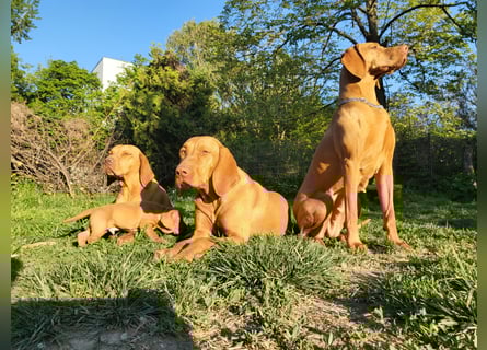 Magyar Vizsla Welpe