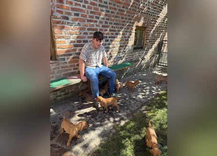 Magyar Vizsla Welpen 6.6.2026