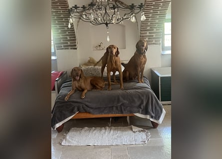 Magyar Vizsla Welpen 6.6.2026