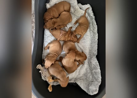 Magyar Vizsla Welpen 6.6.2026