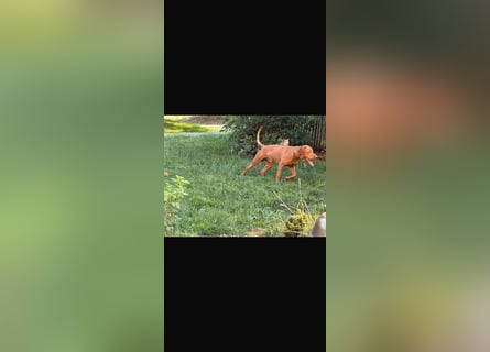 Magyar Vizsla Welpen 6.6.2026