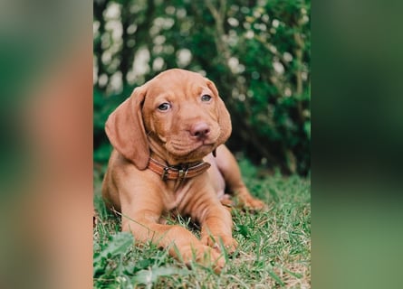 Magyar Vizsla Welpen 6.6.2026