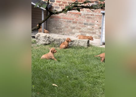 Magyar Vizsla Welpen 6.6.2026