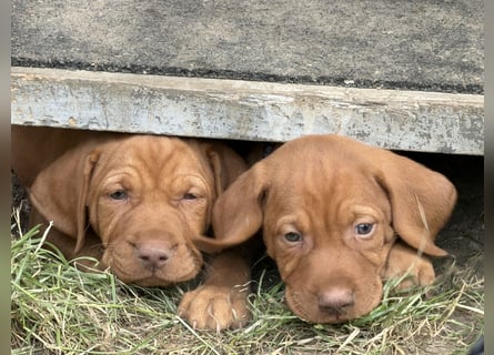 Magyar Vizsla Welpen 6.6.2026