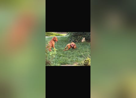 Magyar Vizsla Welpen 6.6.2026
