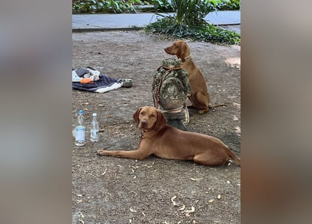Magyar Vizsla Welpen 6.6.2026