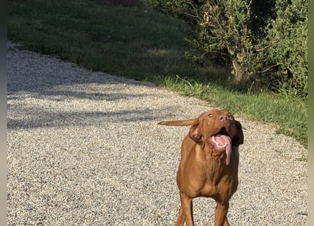 Magyar Vizsla Welpen 6.6.2026