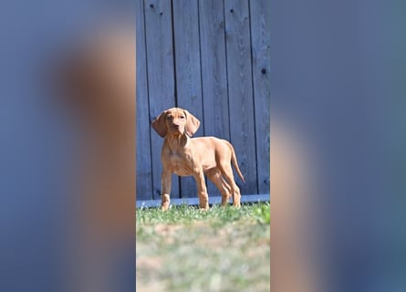 Magyar Vizsla Welpen 6.6.2026