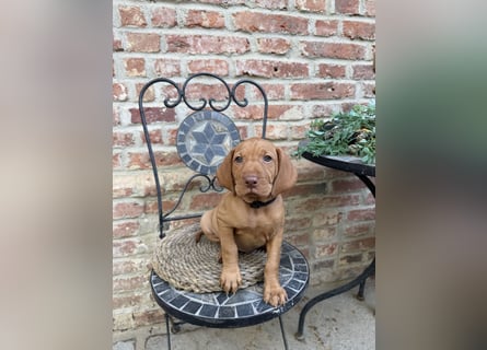 Magyar Vizsla Welpen 6.6.2026