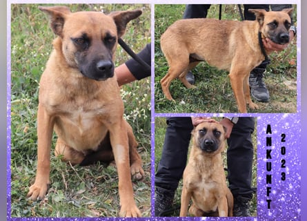 Sanft und Ruhig ♥️ Violeta ♥️ in 67697 auf Pflegestelle