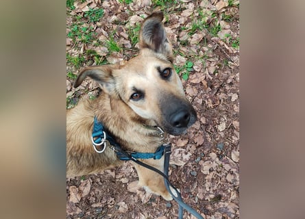 Bereits in Deutschland *|* Traumhündin *CINDY*