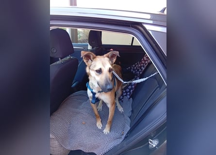 Bereits in Deutschland *|* Traumhündin *CINDY*