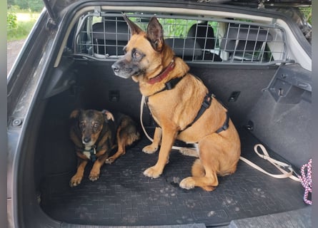 Sanft und Ruhig ♥️ Violeta ♥️ in 67697 auf Pflegestelle