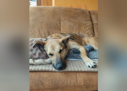 Bereits in Deutschland *|* Traumhündin *CINDY*