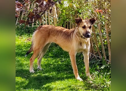 Bereits in Deutschland *|* Traumhündin *CINDY*