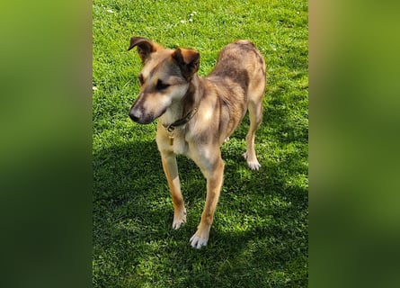 Bereits in Deutschland *|* Traumhündin *CINDY*