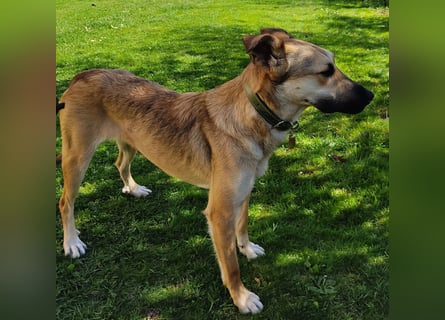 Bereits in Deutschland *|* Traumhündin *CINDY*