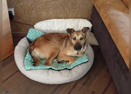 Bereits in Deutschland *|* Traumhündin *CINDY*