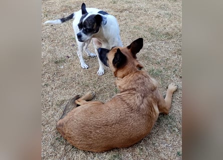 Sanft und Ruhig ♥️ Violeta ♥️ in 67697 auf Pflegestelle