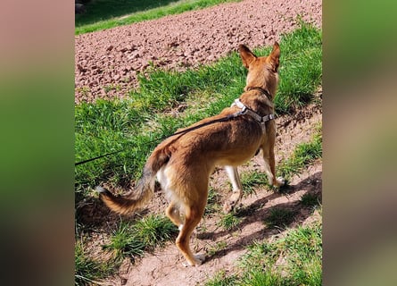 Bereits in Deutschland *|* Traumhündin *CINDY*