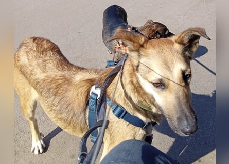 Bereits in Deutschland *|* Traumhündin *CINDY*