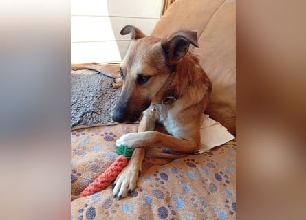 Bereits in Deutschland *|* Traumhündin *CINDY*