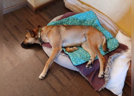 Bereits in Deutschland *|* Traumhündin *CINDY*